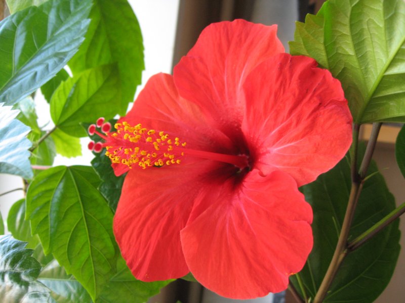 ГИБИСКУС купить саженцы из питомника {2}