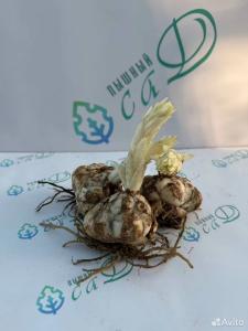 Лилия "МАКБЕТ"