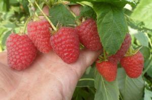 Малина "МАРАВИЛЛА"